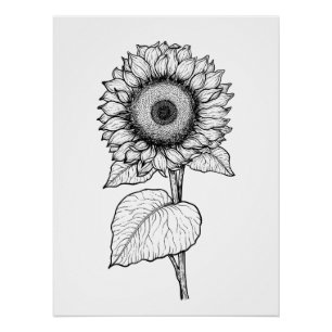 Póster Girasol