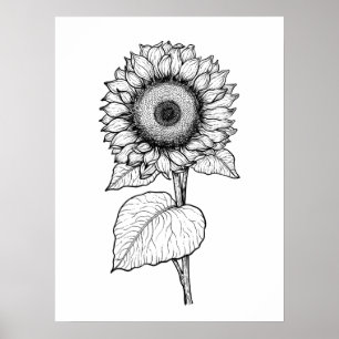 Póster Girasol