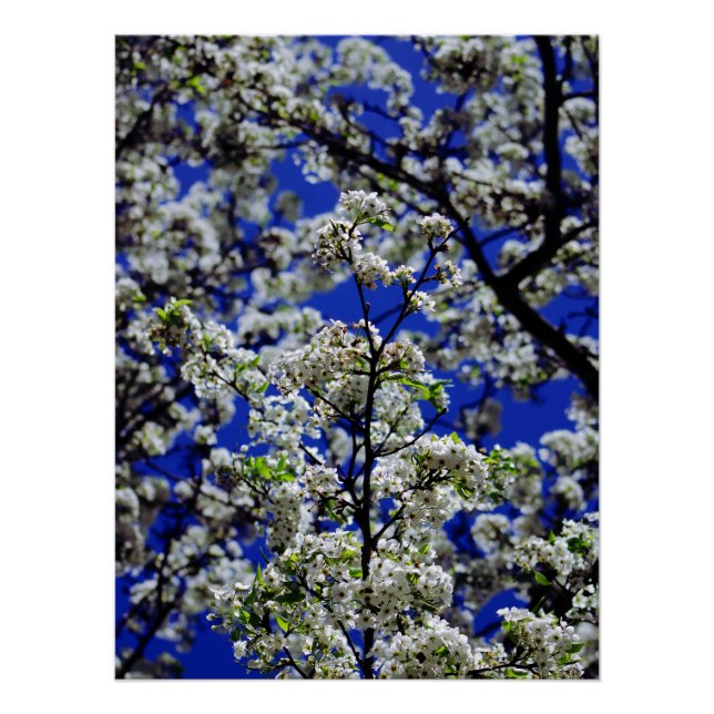 Póster Girasol (Anverso)