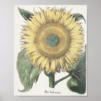 Póster Girasol