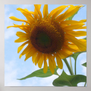 Póster Girasol