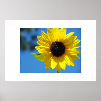 Póster Girasol