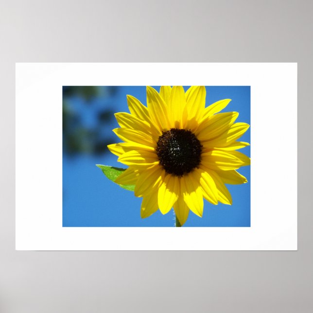 Póster Girasol (Frente)