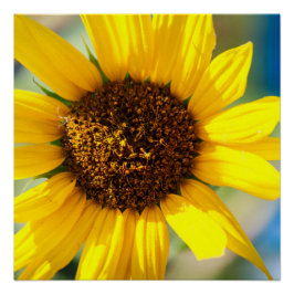 Póster Girasol