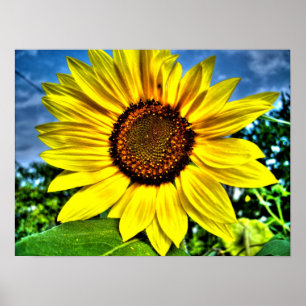 Póster girasol
