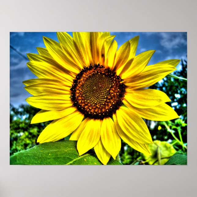 Póster girasol (Frente)