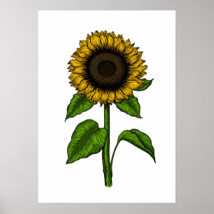 Póster Girasol
