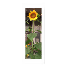 Girasol