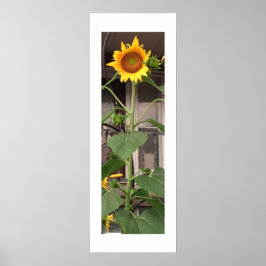 Póster Girasol