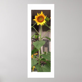 Póster Girasol