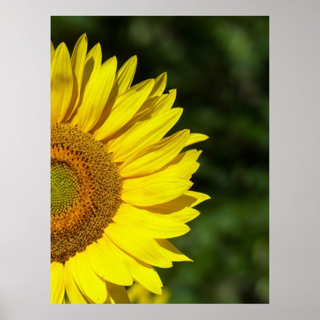 Póster Girasol (Frente)