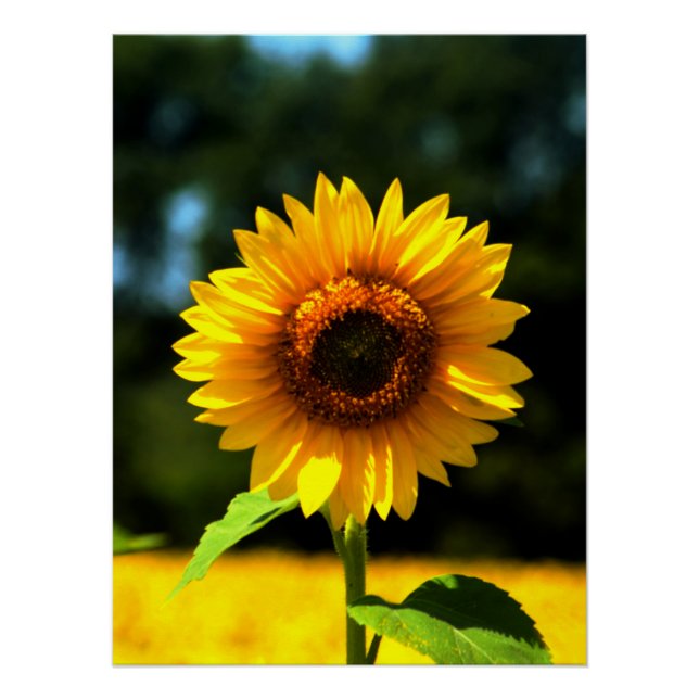Póster Girasol (Anverso)