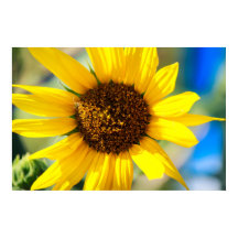 Girasol
