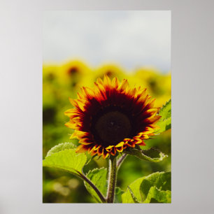 Póster Girasol