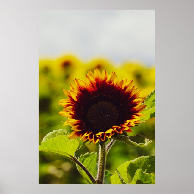 Póster Girasol (Frente)