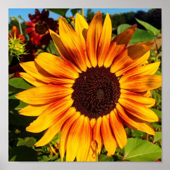 Póster Girasol (Frente)