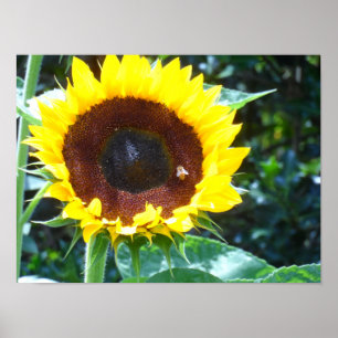 Póster Girasol