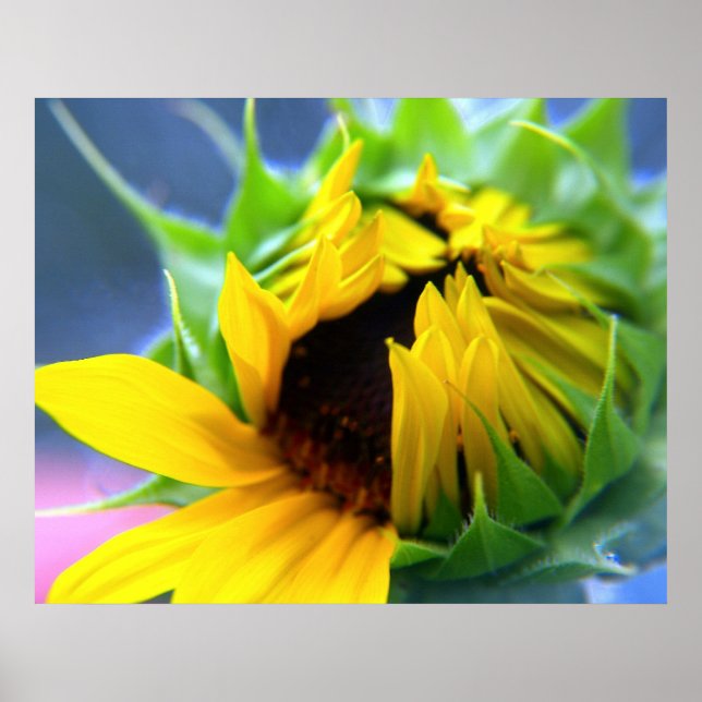 Póster Girasol (Frente)