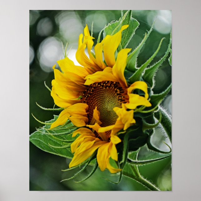 Póster Girasol (Frente)