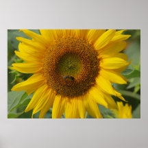 Girasol