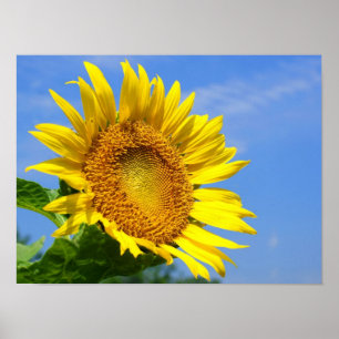 Póster Girasol