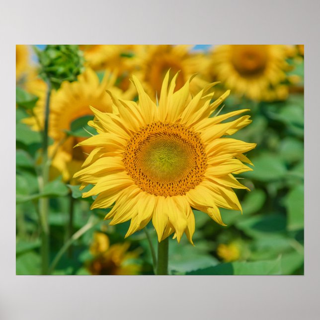 Póster Girasol (Frente)