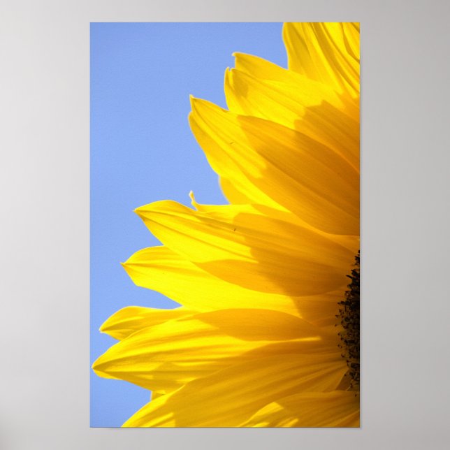 Póster Girasol (Frente)