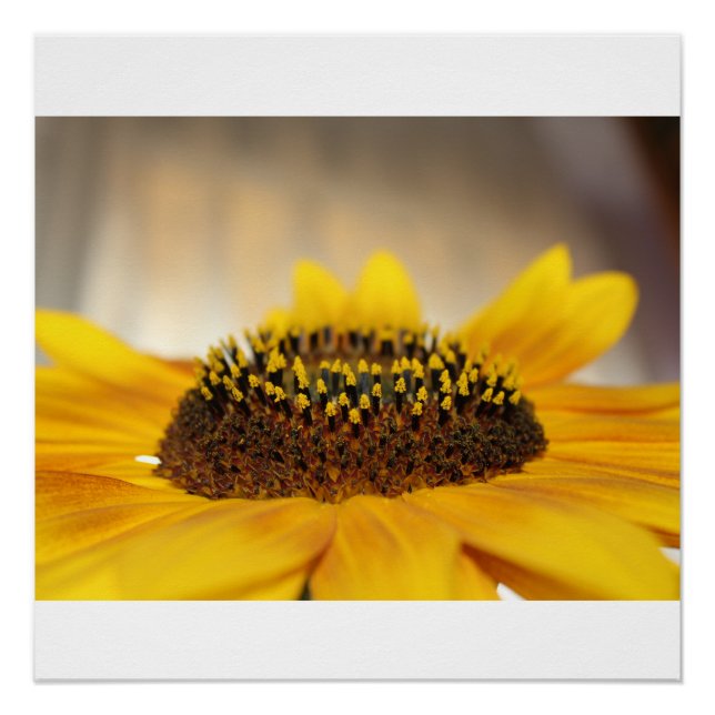 Póster Girasol (Anverso)