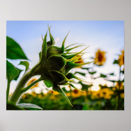 Póster Girasol