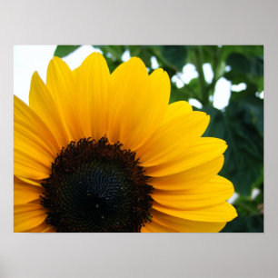Póster Girasol