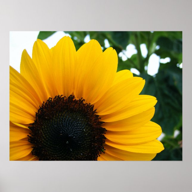 Póster Girasol (Frente)