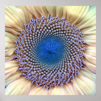Póster Girasol