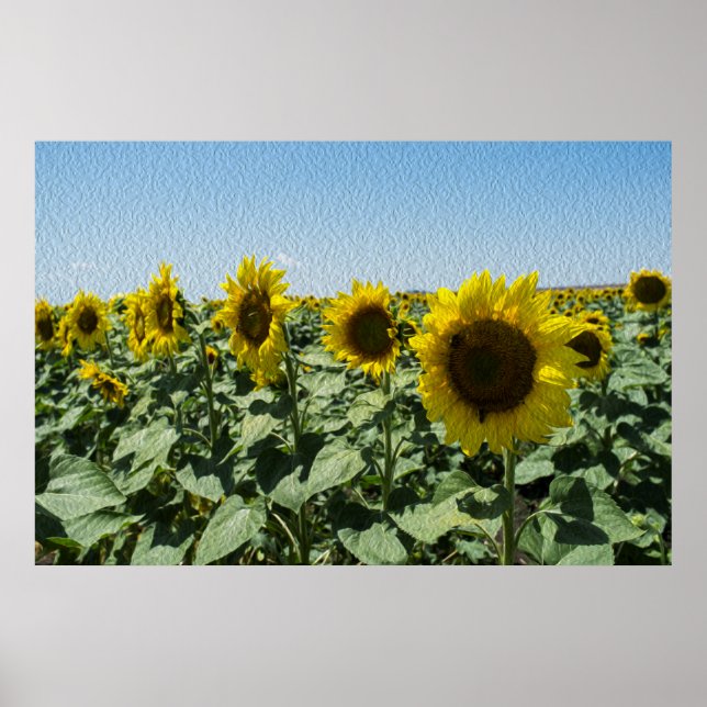 Póster Girasol (Frente)