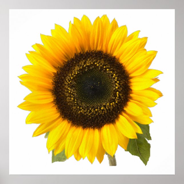 Póster Girasol (Frente)