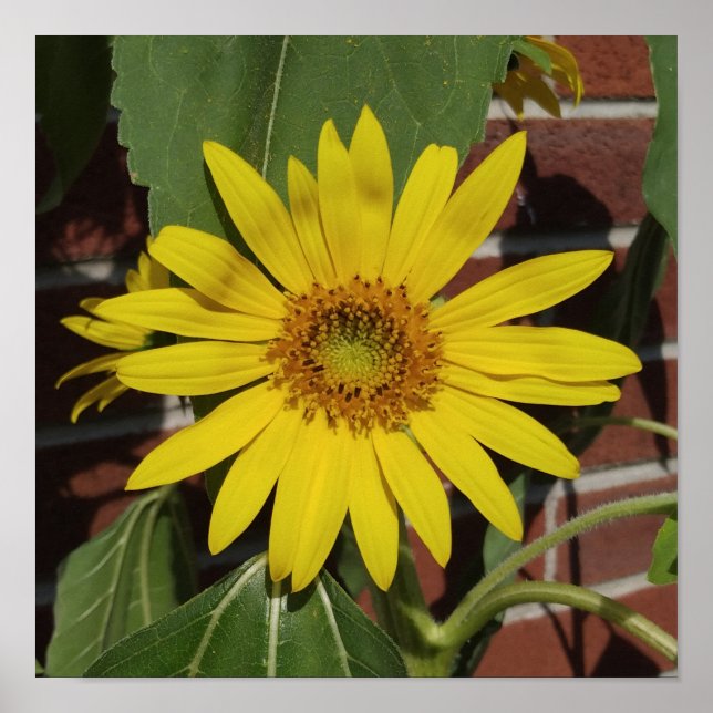 Póster Girasol (Frente)