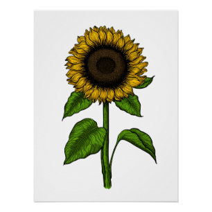Póster Girasol