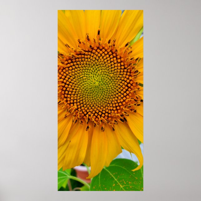 Póster Girasol (Frente)