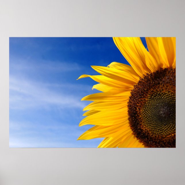 Póster Girasol (Frente)