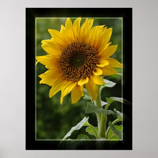 Póster Girasol (Frente)