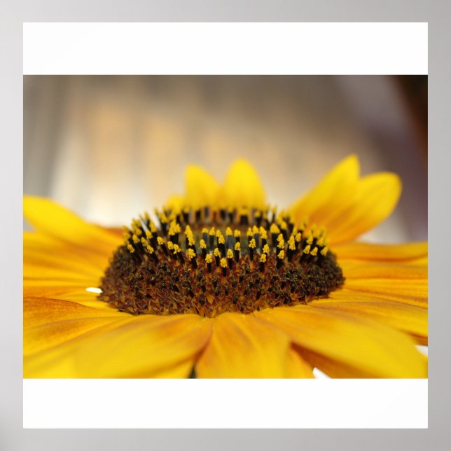Póster Girasol (Frente)