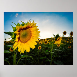 Póster Girasol