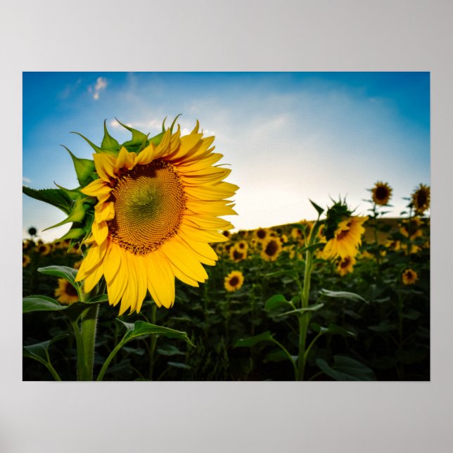 Póster Girasol (Frente)