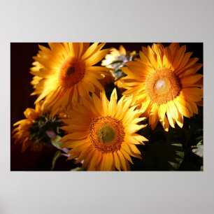 Póster Girasol