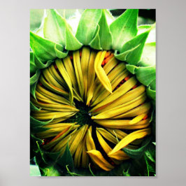 Póster Girasol