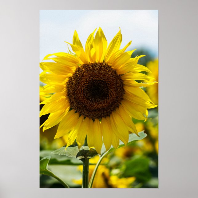 Póster - Girasol Aislado (Frente)
