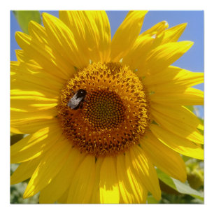 Póster Girasol amarillo