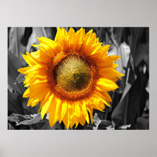 Póster Girasol amarillo