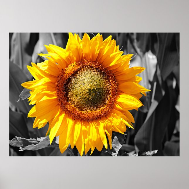 Póster Girasol amarillo (Frente)