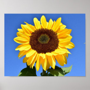Póster Girasol amarillo brillante