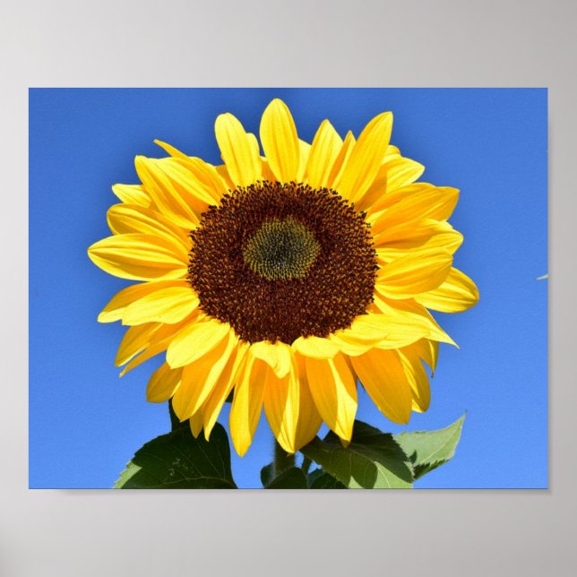 Póster Girasol amarillo brillante (Frente)